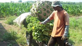 Kenaikan Cukai Bikin Pabrik Rokok Menjerit, Menperin dan Menaker Jangan Diam