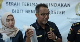 Tim gabungan dari Kantor Wilayah (Kanwil) Bea Cukai Sumatera Bagian Timur (Sumbagtim) dan Bea Cukai Palembang menggagalkan upaya penyelundupan ratusan benih lobster senilai Rp 22,2 miliar yang akan masuk di wilayah Sumsel pada Rabu (18/9). Foto: Dokumentasi Humas Bea Cukai - JPNN.com