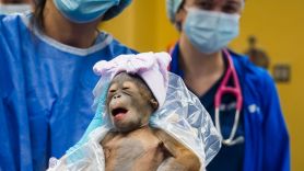 Orang Utan Kalimantan Lahir di Kebun Binatang di Florida, Amerika Serikat - JPNN.com