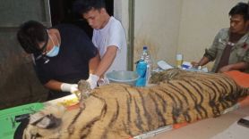 Penampakan Harimau Sumatera Mati - JPNN.com