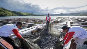 Anak Muda Binaan PYCH Optimistis Budi Daya Ikan Air Tawar Makin Meningkat - JPNN.com