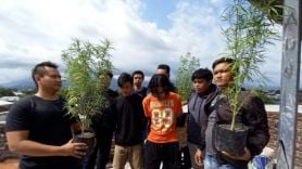 Membudidayakan Ganja di Atap Rumah, 2 Remaja Ditangkap Polresta Mataram - JPNN.com