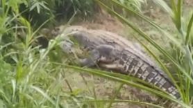 Geger, Buaya Lepas dan Berkeliaran di Sawah Warga Cianjur - JPNN.com