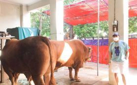 Dinas Pertanian Padang Memberlakukan Syarat Khusus terhadap Hewan Kurban - JPNN.com