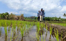 Pemkab Bekasi Siapkan 43,8 Ton Benih Padi Untuk Petani Korban Banjir - JPNN.com Jabar