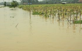 DPRD Minta Pemkab Bekasi Percepat Pemberian Bantuan untuk Petani Korban Banjir - JPNN.com Jabar