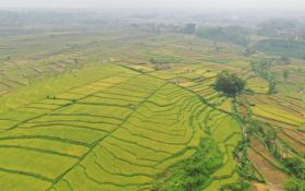 Pemkab Purwakarta Fokus Edukasi Petani Akan Dampak Musim Kemarau El Nino Terhadap Sektor Pertanian - JPNN.com Jabar