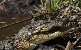 Warga Pandeglang Tewas Diterkam Buaya Saat Memancing - JPNN.com Banten