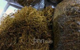 Kemenkes Dinilai Abaikan Suara Petani Tembakau dan Cengkeh - JPNN.com Jabar