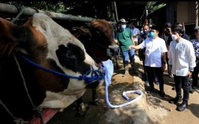 Akibat PMK, Pemotongan Hewan Kurban di Padang Pariaman Menurun 50 Persen - JPNN.com Sumbar