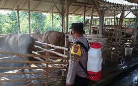 Wabah Kuku dan Mulut pada Ternak Kian Mencemaskan, Polisi Bali Turun Tangan - JPNN.com Bali