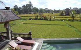 5 Rekomendasi Hotel Murah di Ubud, Sanur & Kuta Hari Ini: Harga Mulai Rp 300 Ribuan - JPNN.com Bali