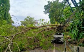 Pohon Tumbang Dominasi Kejadian Awal Tahun di Bali, Semeton Mohon Waspada! - JPNN.com Bali