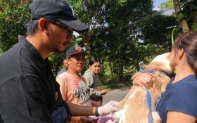 73.975 Hewan Penular Rabies di Denpasar Bali Jadi Target Vaksinasi - JPNN.com Bali