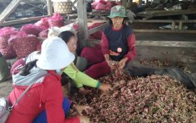 Harga Bawang Merah di Bali Melonjak, Tembus Rp 50 Ribu, Terdampak Perubahan Iklim - JPNN.com Bali