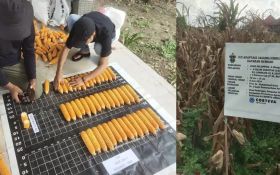 BRIN Uji 10 Varietas Jagung Hibrida di Bali, Diklaim Tahan Hama & Perubahan Iklim - JPNN.com Bali