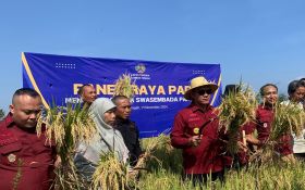 Lapas Terbuka Lombok Tengah Panen Raya Padi, Dukung Ketahanan Pangan Nasional - JPNN.com Bali