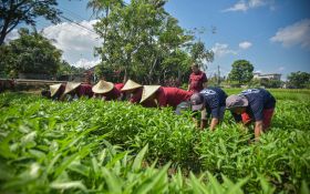 Lapas Lombok Barat Panen Raya Kangkung, Dukung Program Presiden Prabowo - JPNN.com Bali