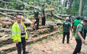 Monkey Forest Ubud Bali Tutup Sementara, Imbas 2 WNA Tewas Tertimpa Pohon - JPNN.com Bali