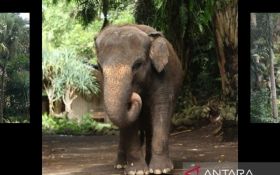 Gajah Molly Dikubur di Kompleks Bali Zoo, Proses Evakuasi tak Mudah - JPNN.com Bali