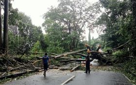 Cuaca Ekstrem di Bali Berlanjut, Pohon Bertumbangan, Evakuasi Terkendala Hujan Lebat - JPNN.com Bali