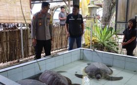 Penyelundupan Penyu di Jembrana Masif, Geledah Rumah Pelaku, Ini Temuan Polisi - JPNN.com Bali