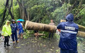 Bali Diterjang Cuaca Buruk, Pohon Bertumbangan, Waspada Semeton - JPNN.com Bali