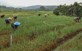 Ratusan Hektare Sawah di Kabupaten Karawang Terserang Hama - JPNN.com Jabar
