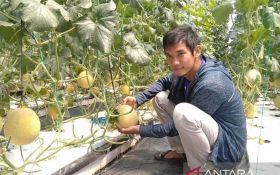 Petani Kudus Kembangkan Melon Hidroponik, Hasilnya Menggembirakan - JPNN.com Jateng