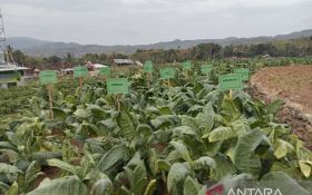 Petani Tembakau Jogja Protes Soal Rencana Kemasan Rokok Tanpa Merek - JPNN.com Jogja