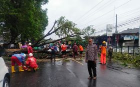 6 Pohon di Bantul Tumbang Karena Cuaca Ekstrem - JPNN.com Jogja