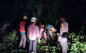 Pohon-Pohon di Kota Depok Tumbang Akibat Hujan Deras dan Angin Kencang - JPNN.com Jabar