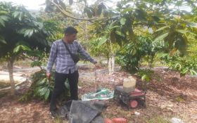 Perangkap Babi Menewaskan Warga di Lampung Barat, Begini Kronologinya - JPNN.com Lampung