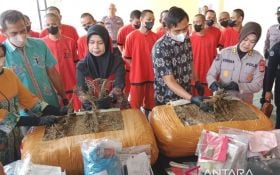 Polda DIY Berburu Jaringan Narkoba sampai ke Aceh, Menemukan 2.500 Pohon Ganja - JPNN.com Jogja