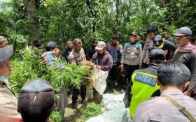 Ratusan Tanaman Ganja Ditemukan di Lereng Gunung Semeru, 2 Orang Ini Dalangnya - JPNN.com Jatim