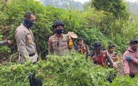 Temuan Ganja di Lereng Gunung Semeru Jadi 25 Ribu Batang - JPNN.com Jatim