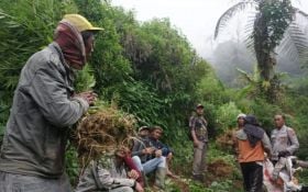 Polisi Kembali Temukan 4 Lahan Ganja di Lereng Gunung Semeru, Total Sebegini - JPNN.com Jatim