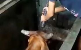 Viral Video Pemotongan Sapi di RPH Surabaya Ditembak, Begini Faktanya    - JPNN.com Jatim