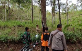 Pohon di Jalur Trenggalek-Pacitan Rapuh dan Rentan Tumbang, Harap Wapada - JPNN.com Jatim