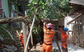 7 Peristiwa Pohon Tumbang Melanda Kota Bogor Gegara Angin Kencang - JPNN.com Jabar