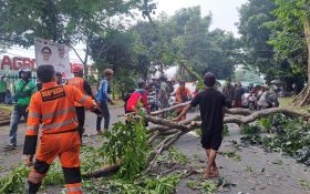 Pohon Akasia Setinggi 15 Meter Tumbang Menimpa Pemakaman Umum di Sukabumi - JPNN.com Jabar