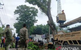 Disperkim Kabupaten Sukabumi Lakukan Pemangkasan Antisipasi Pohon Tumbang Saat Cuaca Ekstrem - JPNN.com Jabar