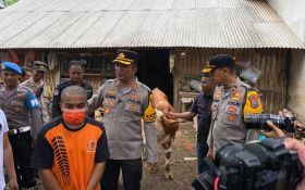 Polisi di Lumajang Tembak Pencuri Sapi Limosin Saat Kabur ke Kebun Tebu - JPNN.com Jatim