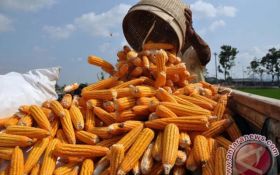 Dispertan Kabupaten Garut Menargetkan Produksi Jagung di Tahun Depan Mencapai 650 Ribu Ton - JPNN.com Jabar