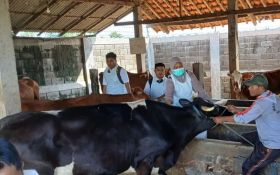 85 Ekor Sapi di Situbondo Terjangkiti PMK, 35 di Antaranya Mati - JPNN.com Jatim