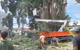 Pertigaan Beringin Kasongan Ditutup, Pohon Besar Sedang Dipangkas - JPNN.com Jogja