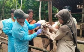 Sapi di Kota Semarang yang Positif PMK Berjumlah 26 Ekor, Pemkot Langsung Bergerak - JPNN.com Jateng