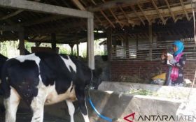 Puluhan Sapi Terjangkit PMK di Semarang, Peternak Diminta Lapor Cepat - JPNN.com Jateng