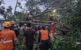 5 Pengendara di Bondowoso Terluka Tertimpa Pohon Tumbang - JPNN.com Jatim