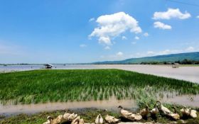 Ratusan Hektare Sawah Padi di Situbondo Terendam Banjir, Petani Gagal Panen - JPNN.com Jatim